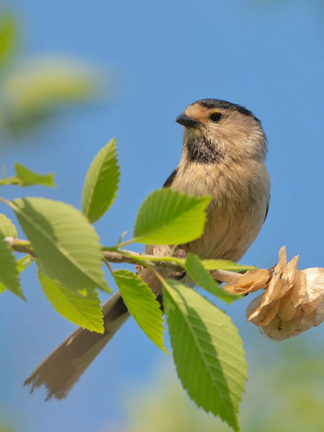 观鸟宝地推荐002｜唐岛湾