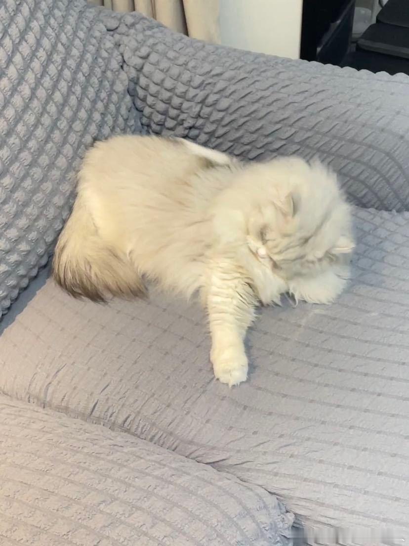 不丢小丢宝伸出自己哆啦A梦小手😺 