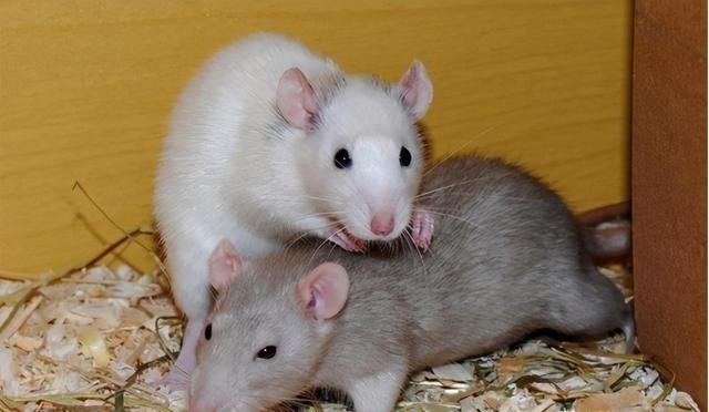 1956年，有科学家将一只公老鼠和几只母老鼠放在了一起，他们发现公鼠会和所有母鼠