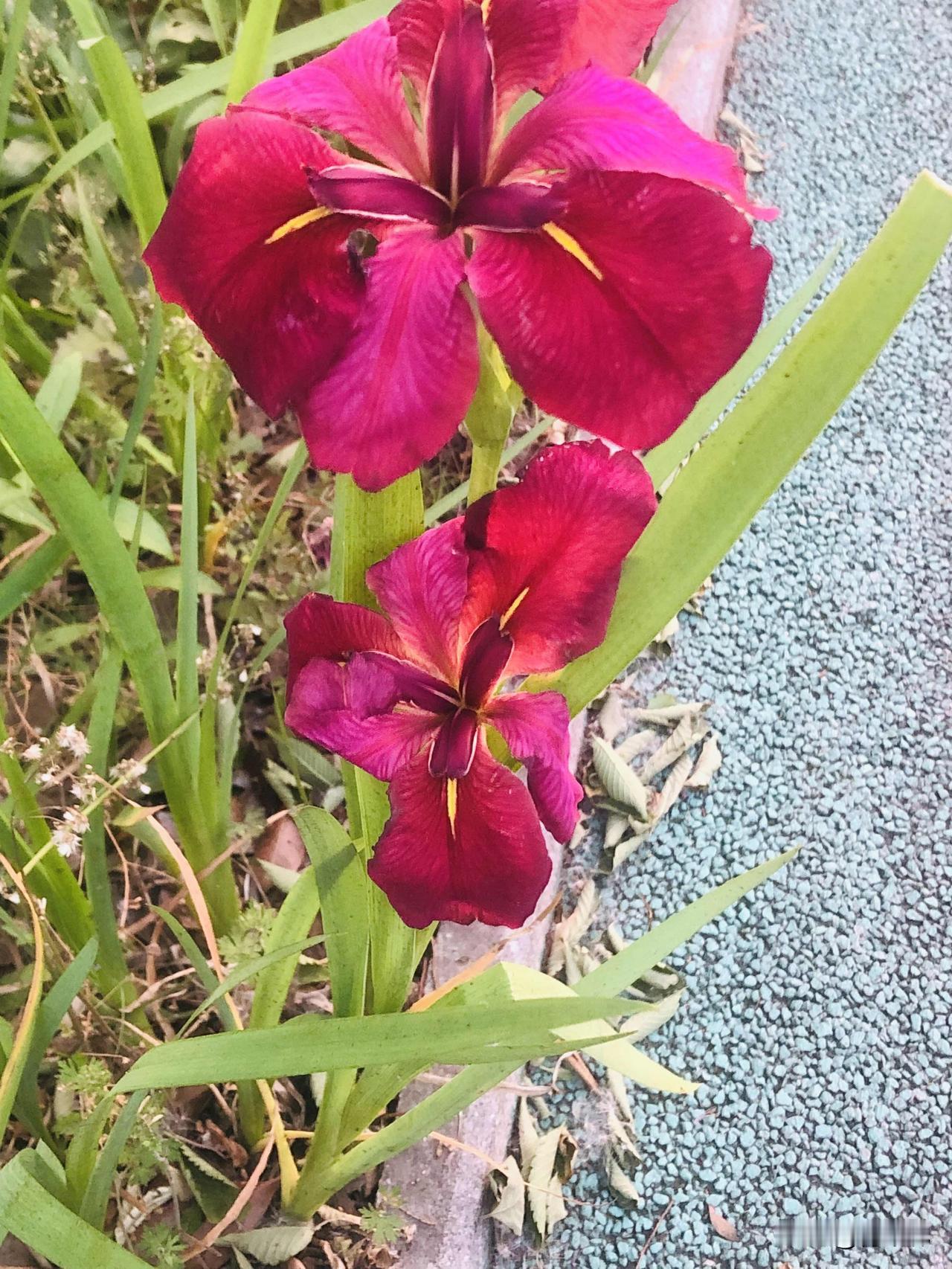 晒图笔记大赛健身步道边上的鸢尾花红艳艳的，还有含苞待放的花骨朵！