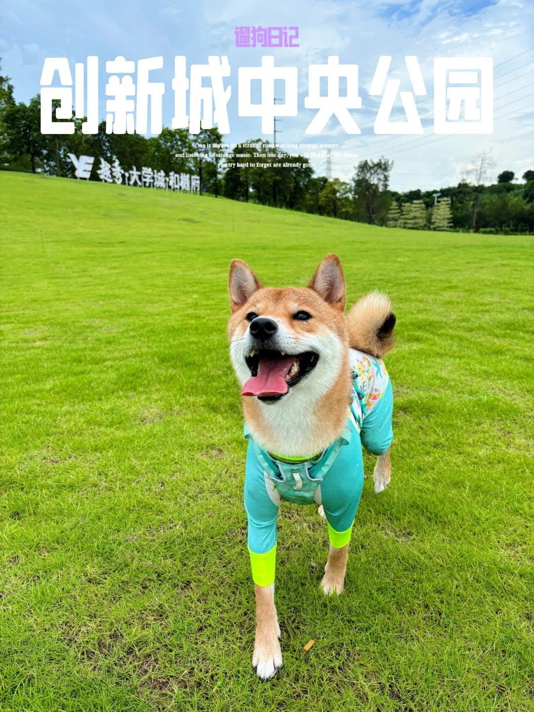 遛狗日记｜我愿称为狗狗的番禺秘密基地