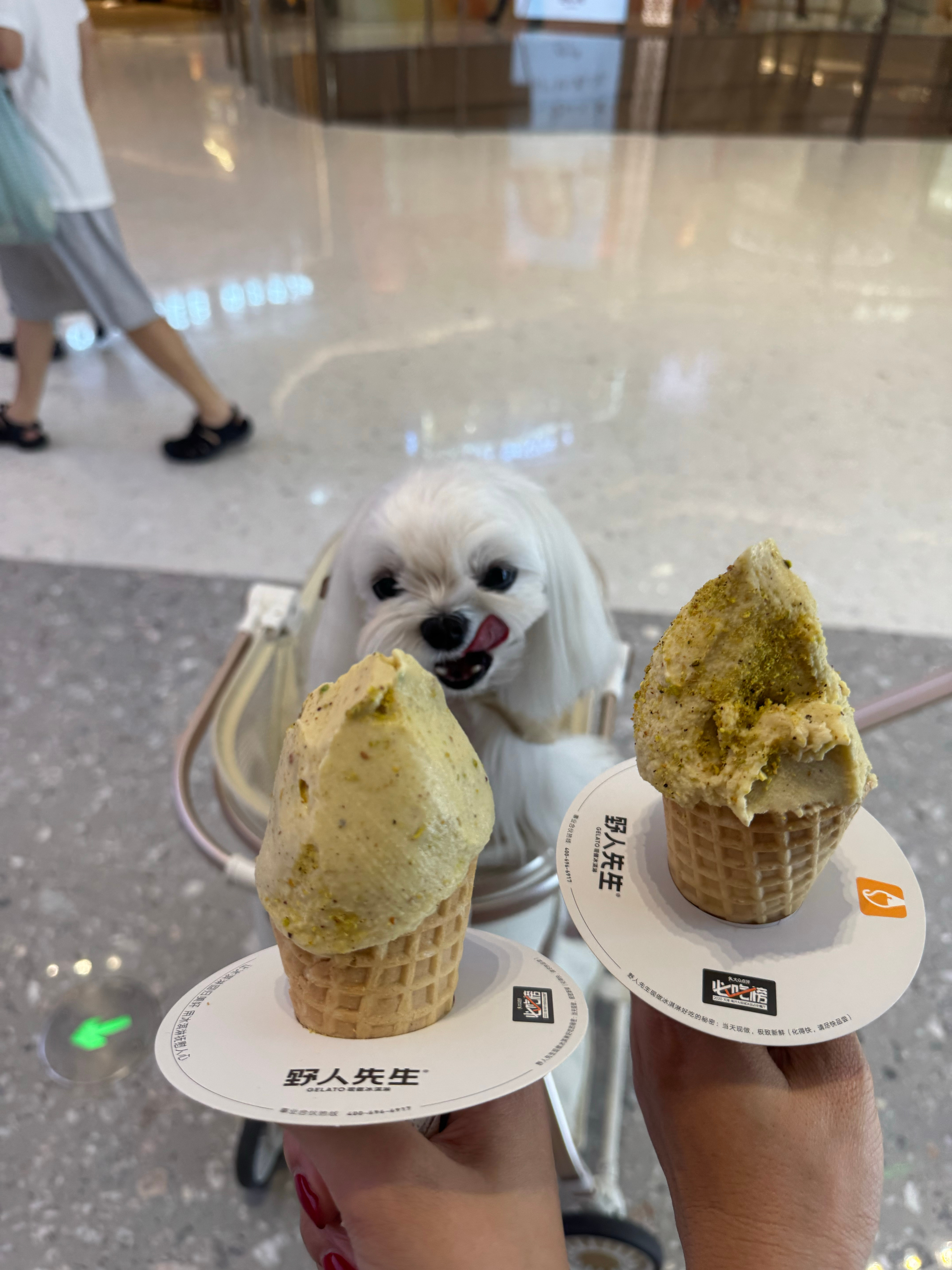 把小馋晕了 