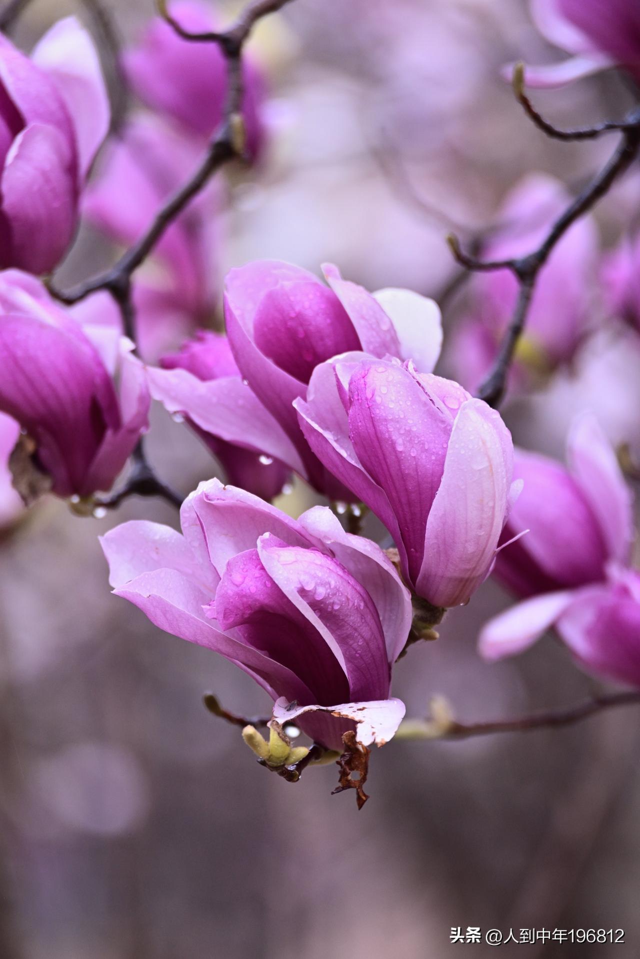 玉兰花开(之二十)——春寒尙在，玉兰已擎起一朵朵洁白、紫红、淡粉、微黄的花儿。无