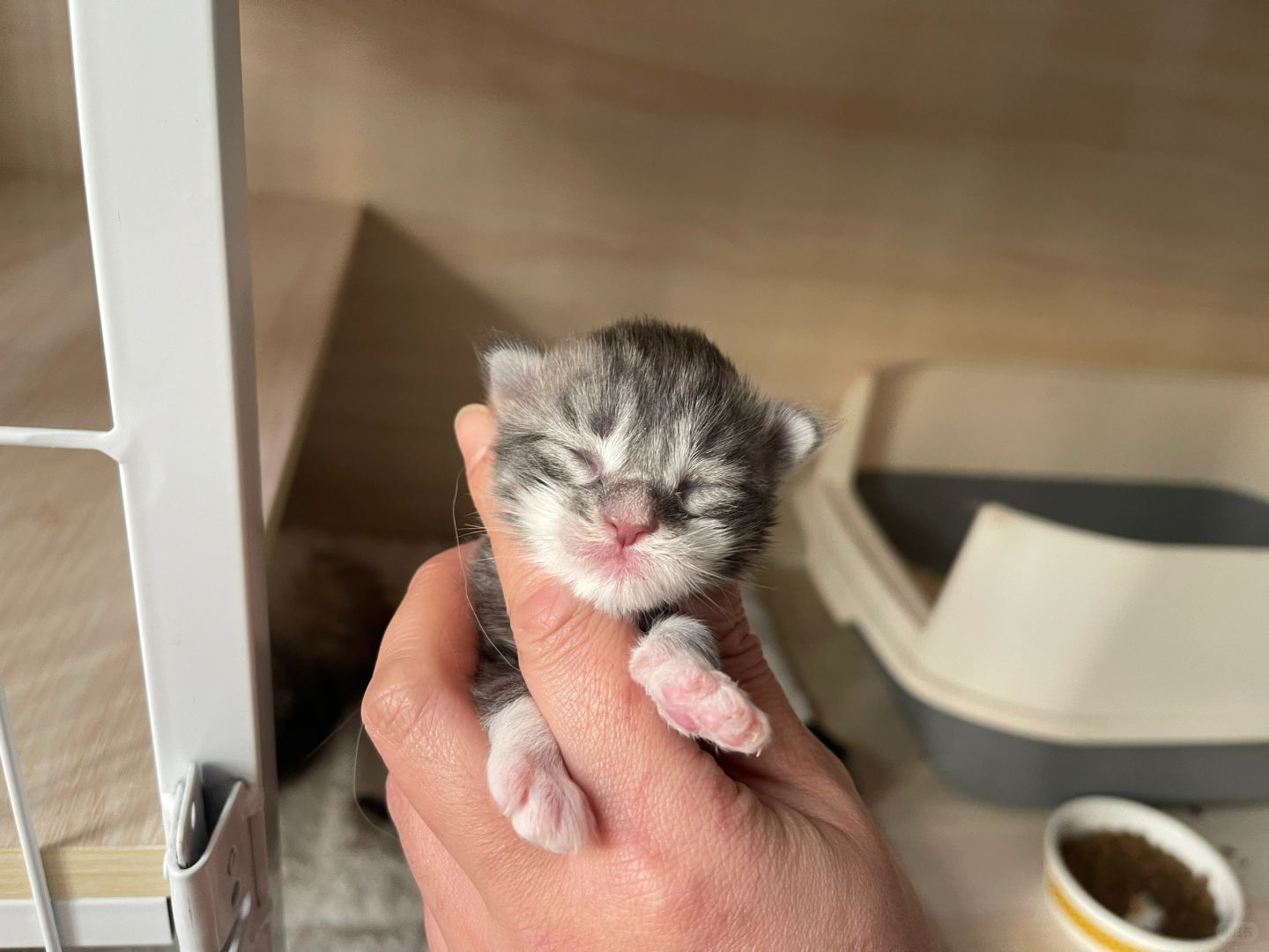 缅因｜19号缅因宝宝窝次