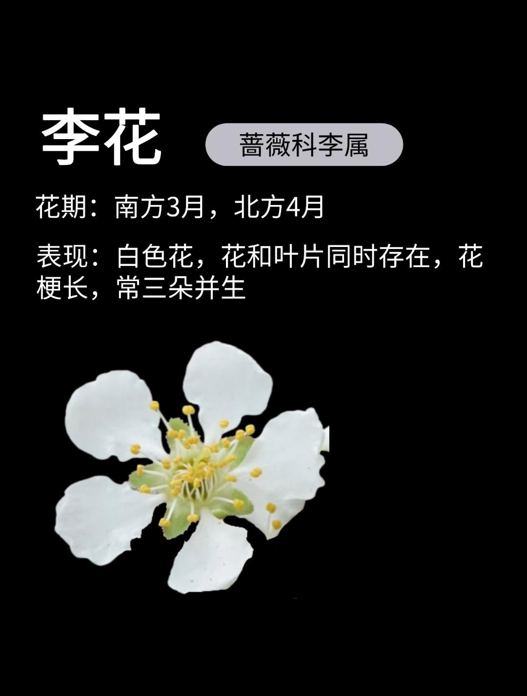 北方春天花卉识别图鉴...