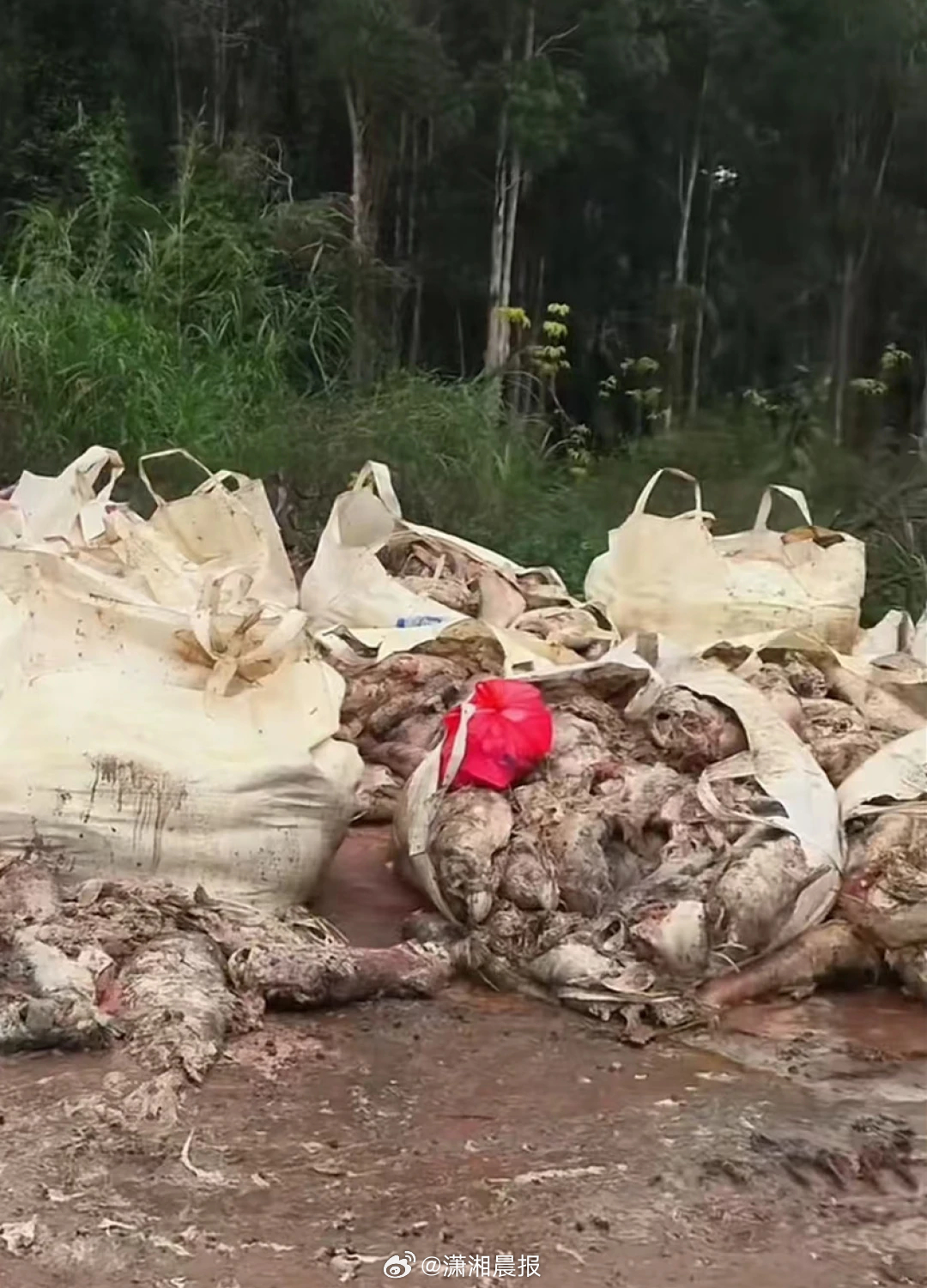 【深圳一#水库附近堆放多袋发臭死鱼#，距离岸边仅10米？#当地回应水库旁堆放多袋