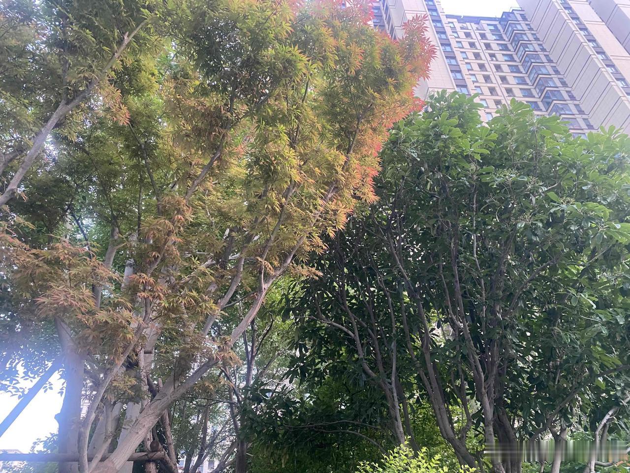 晒图笔记大赛色彩斑斓的植物，自然之美尽收眼底！🌿💐🌸