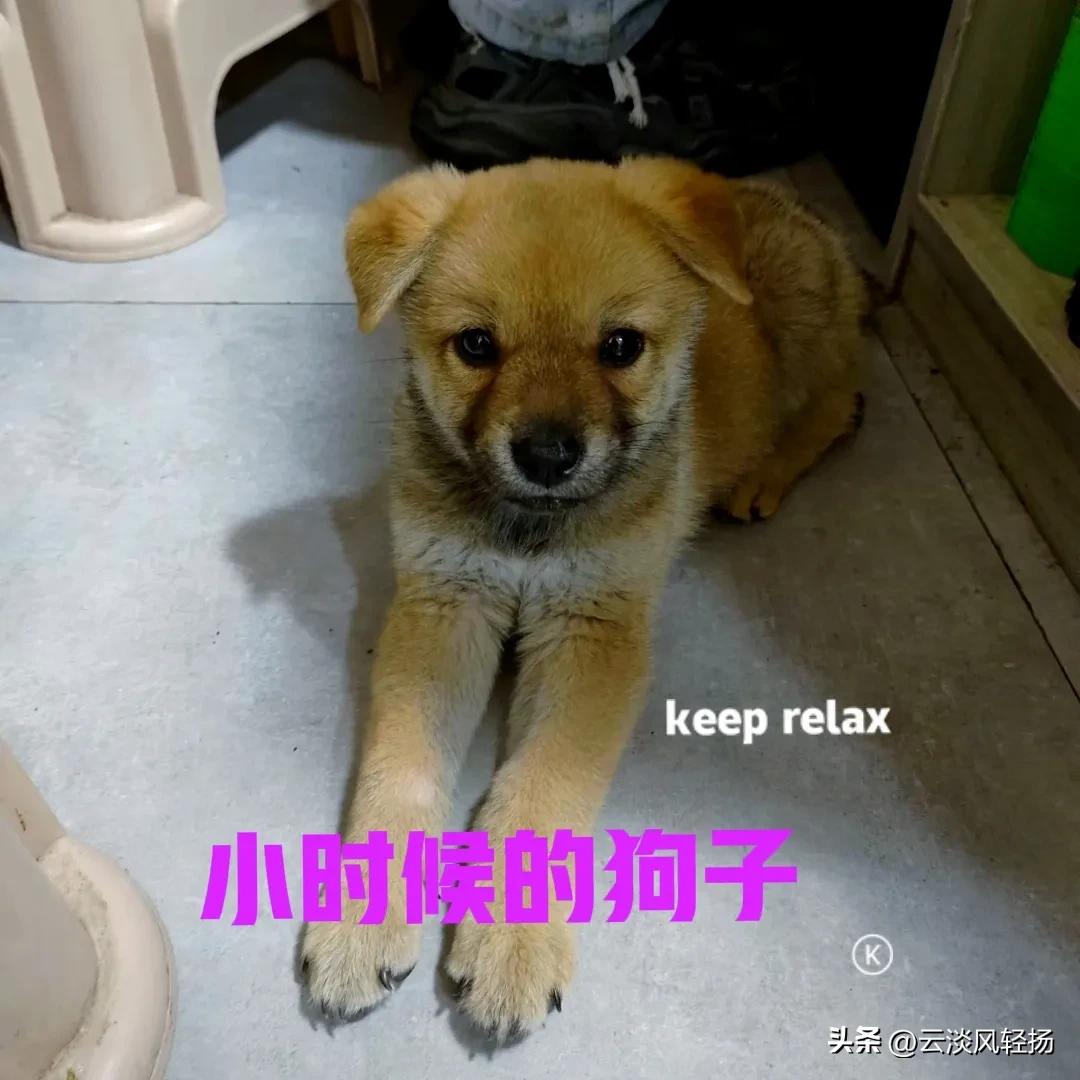 半年多以前，在网上买了一只中华田园犬。没想到收到快递后，竟然是一只黑嘴的小狗。虽