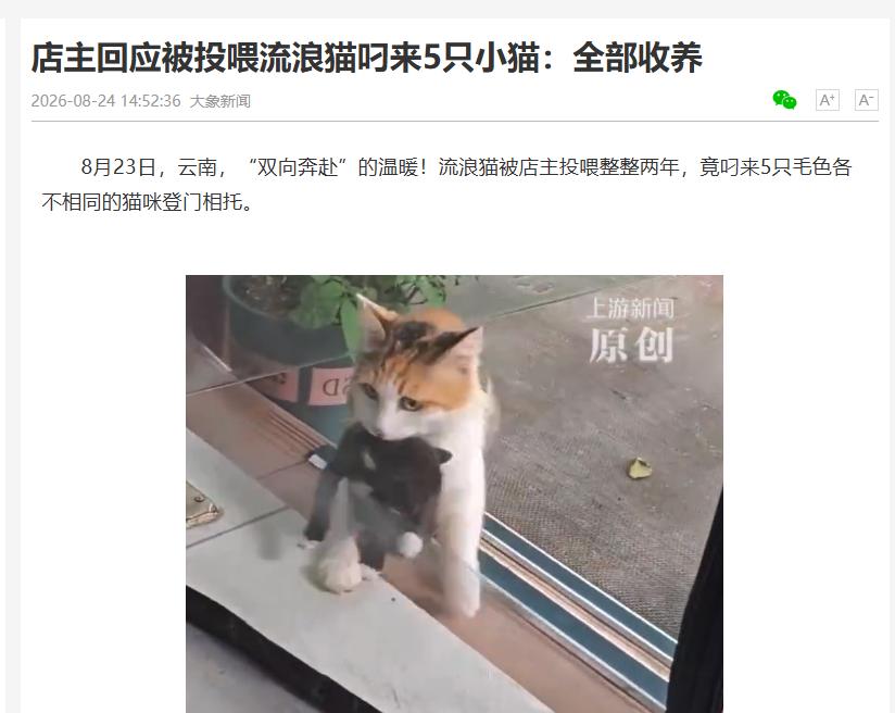 泪目了。云南昆明，男子投喂一只流浪猫2年，这天，猫咪突然叼着一只幼崽上门，男子温