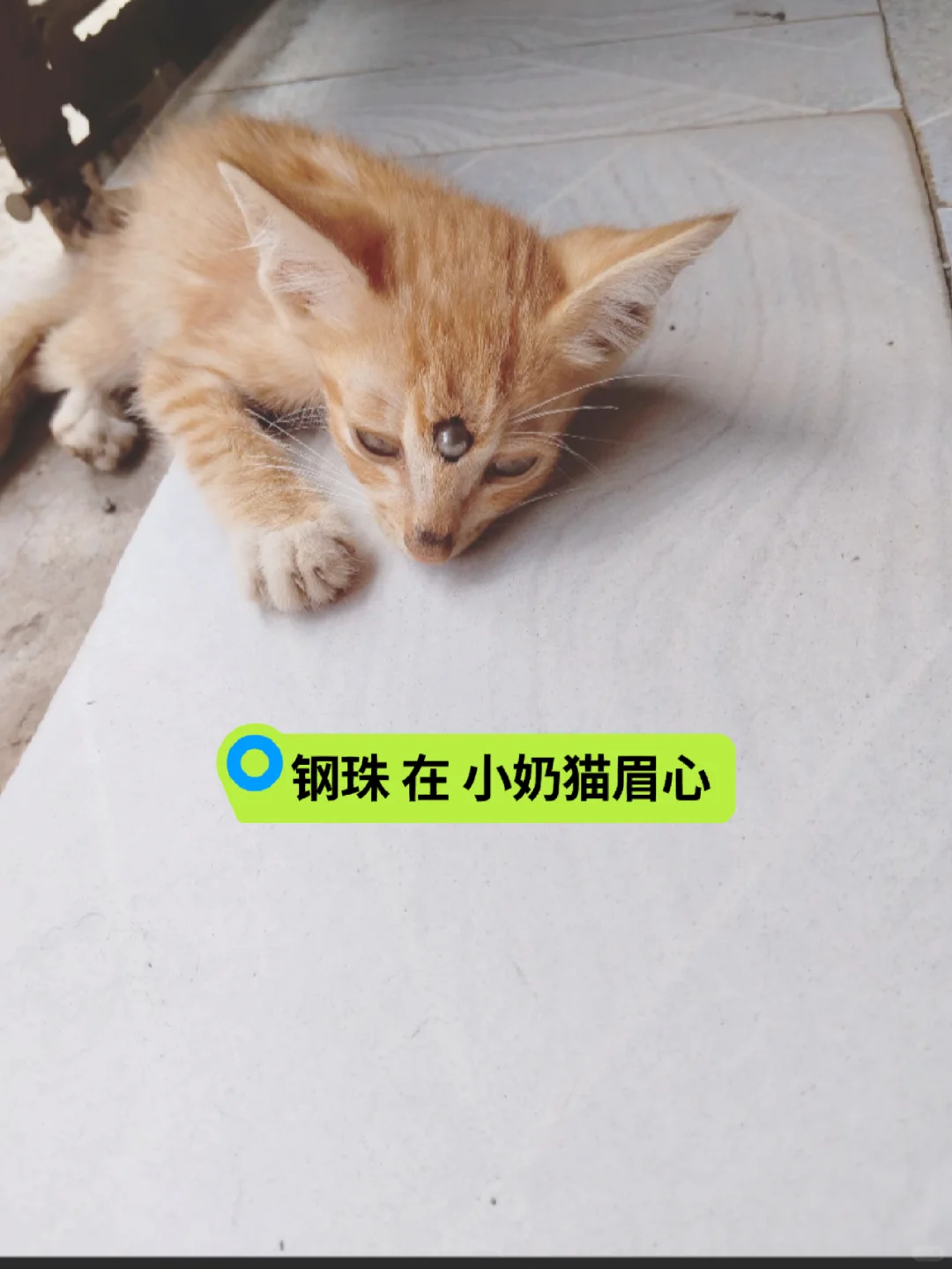 奶猫头上一个钢珠