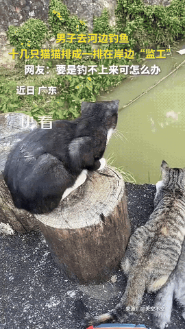 广东一名男子去户外钓鱼，可男子打好窝开始钓鱼时，他的身边竟来了整整16只猫咪围观