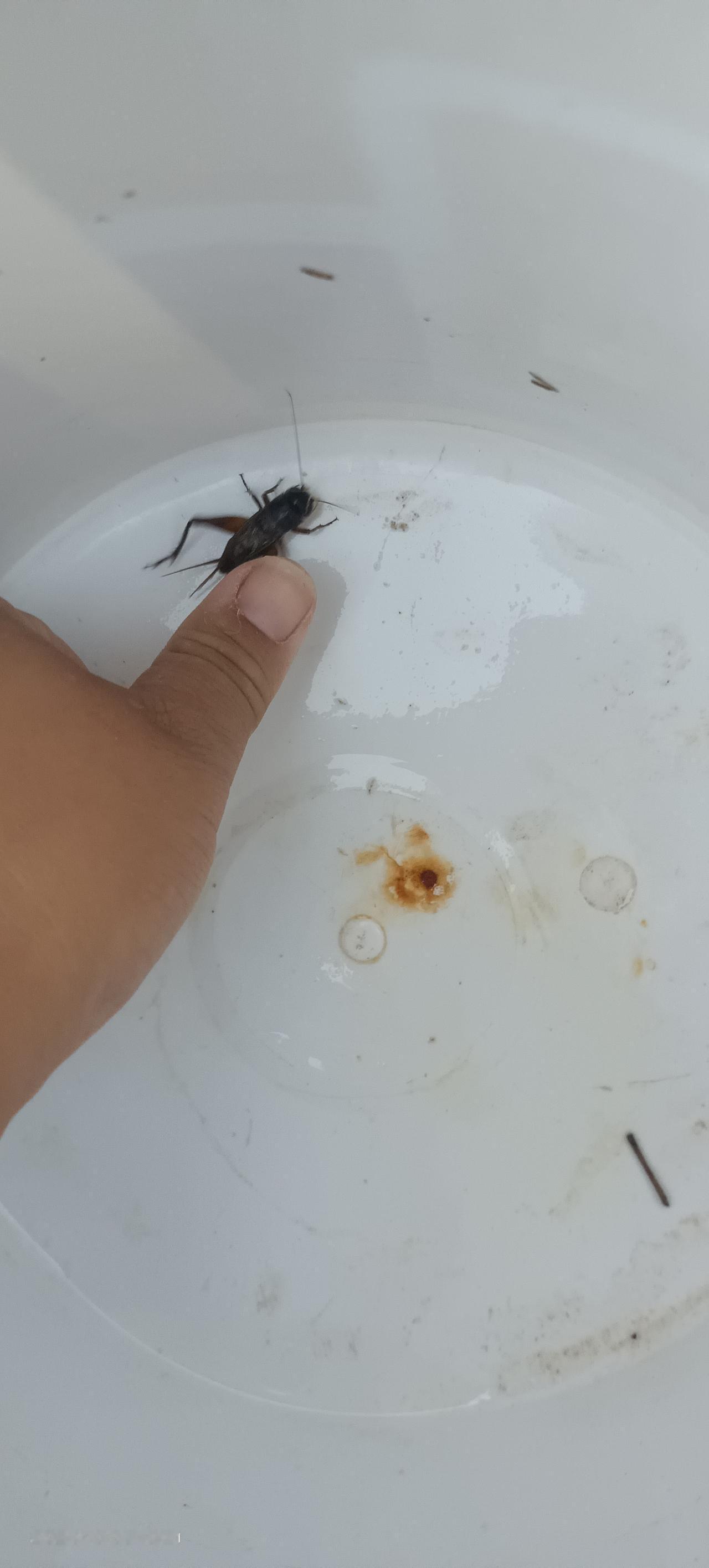 刚才整理阳台盆栽的时候，指尖突然沾了个小黑点，一开始以为是泥土渣，蹭了两下没掉，