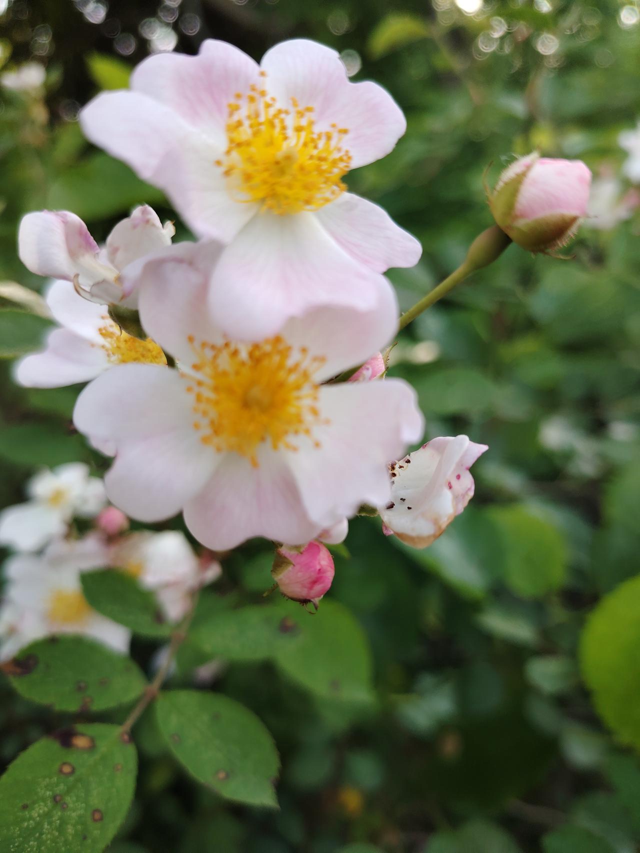 小花也美丽