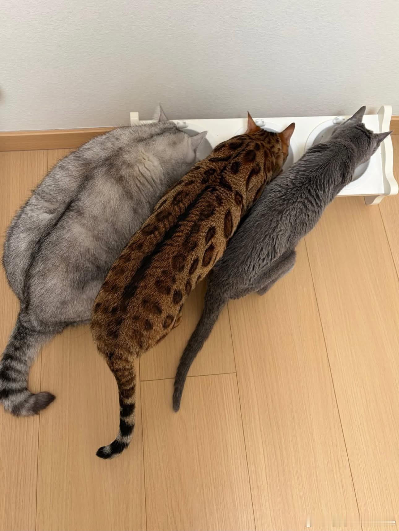 猫宁 ​​​