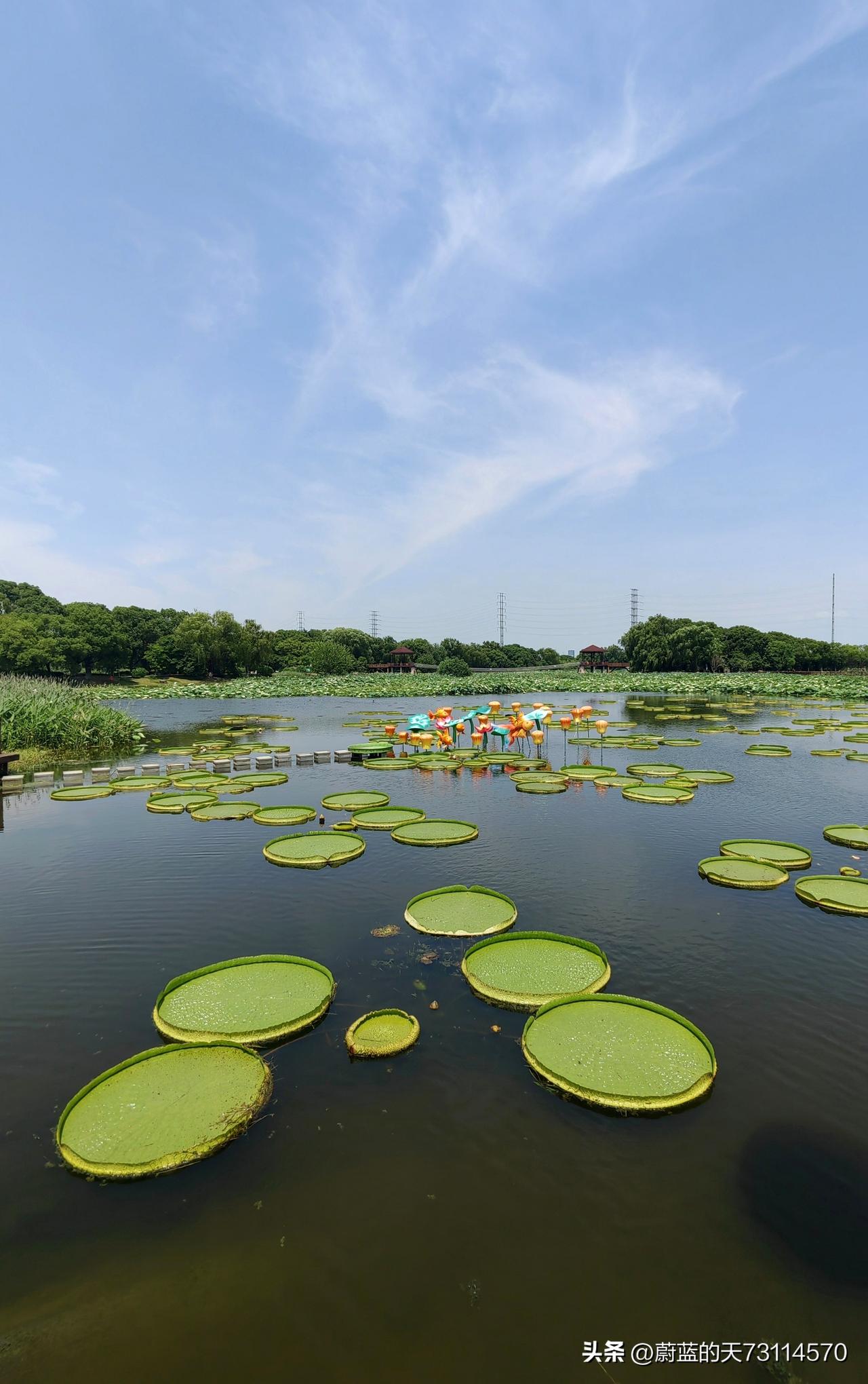 [玫瑰][玫瑰]荷塘王莲，堪称夏日奇景。七月，王莲迎来最佳观赏期。那一片片硕大的