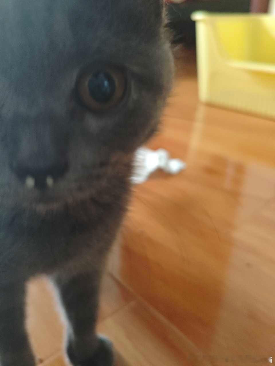 50296【丑笨猫】以为感冒流鼻涕了结果定睛一看是两颗猫砂。。如个厕是怎么把猫砂