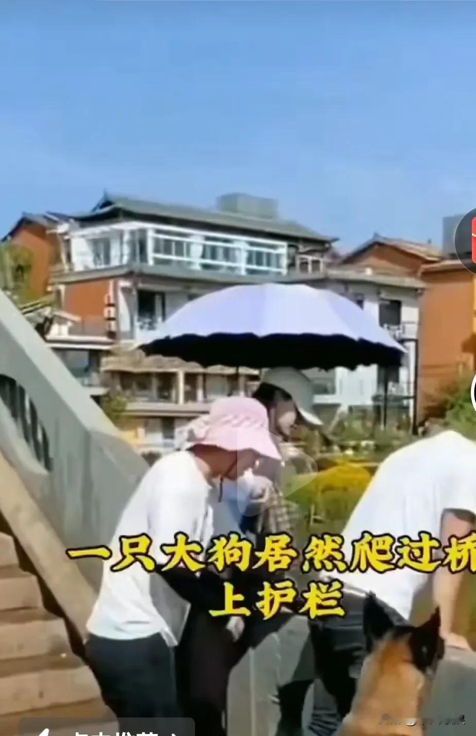 有人护着大桥拦杆大声喊，有人落水了，有人落水了。可就没一个人敢跳下水中救人，一只