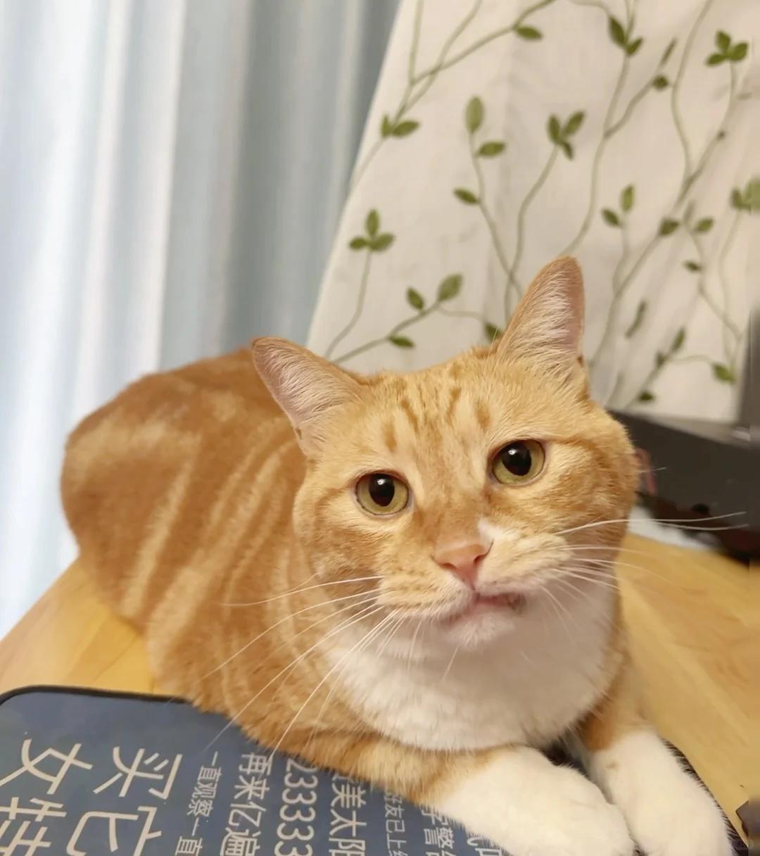 已治愈｜老猫便秘护理全过程