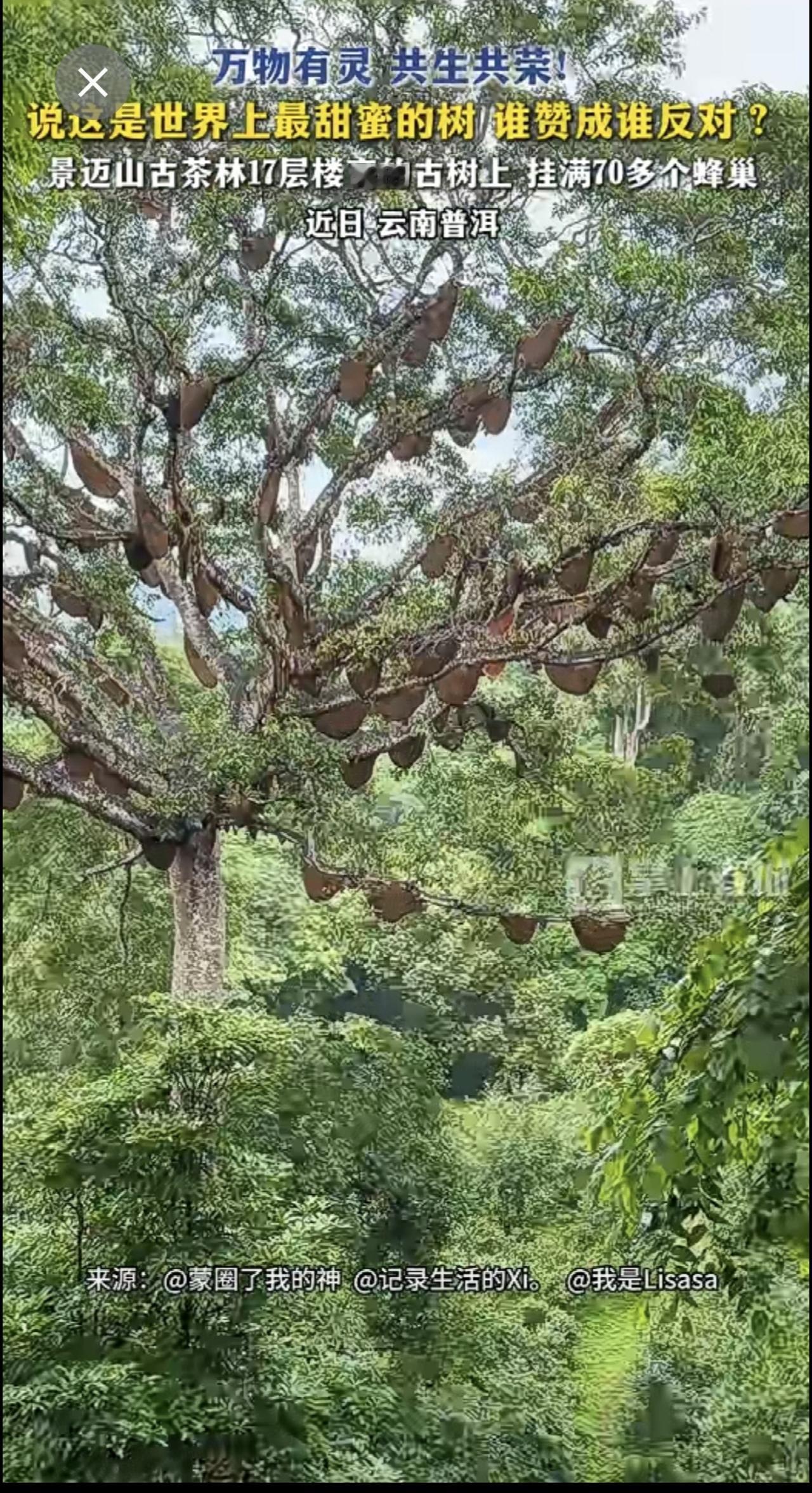 万物有灵，共生共荣！景迈山古茶林17层楼高的古树上，挂满70多个蜂巢。说这是世界