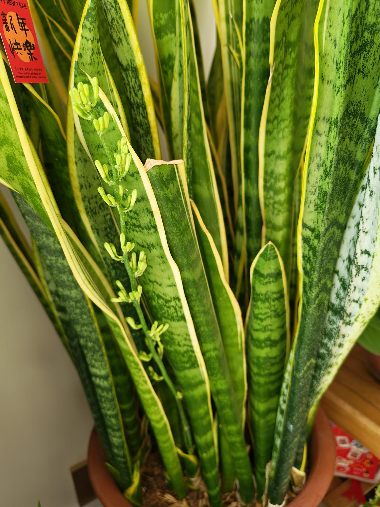 晒图笔记大赛头一次看到虎皮兰开花。花虽小，却也耐看。