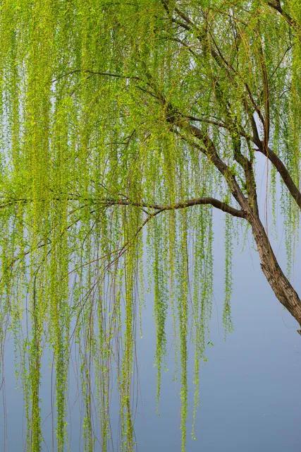 李商隐咏柳诗《柳》的深度解析

**李商隐《柳》原诗**
**曾逐东风拂舞筵，乐
