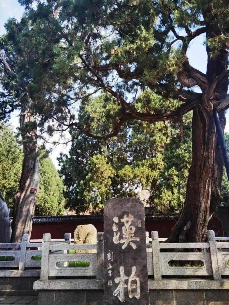 岱庙汉柏院里的五株古柏，是汉武帝封禅泰山时亲手栽植，至今已挺立两千余年。“汉柏连