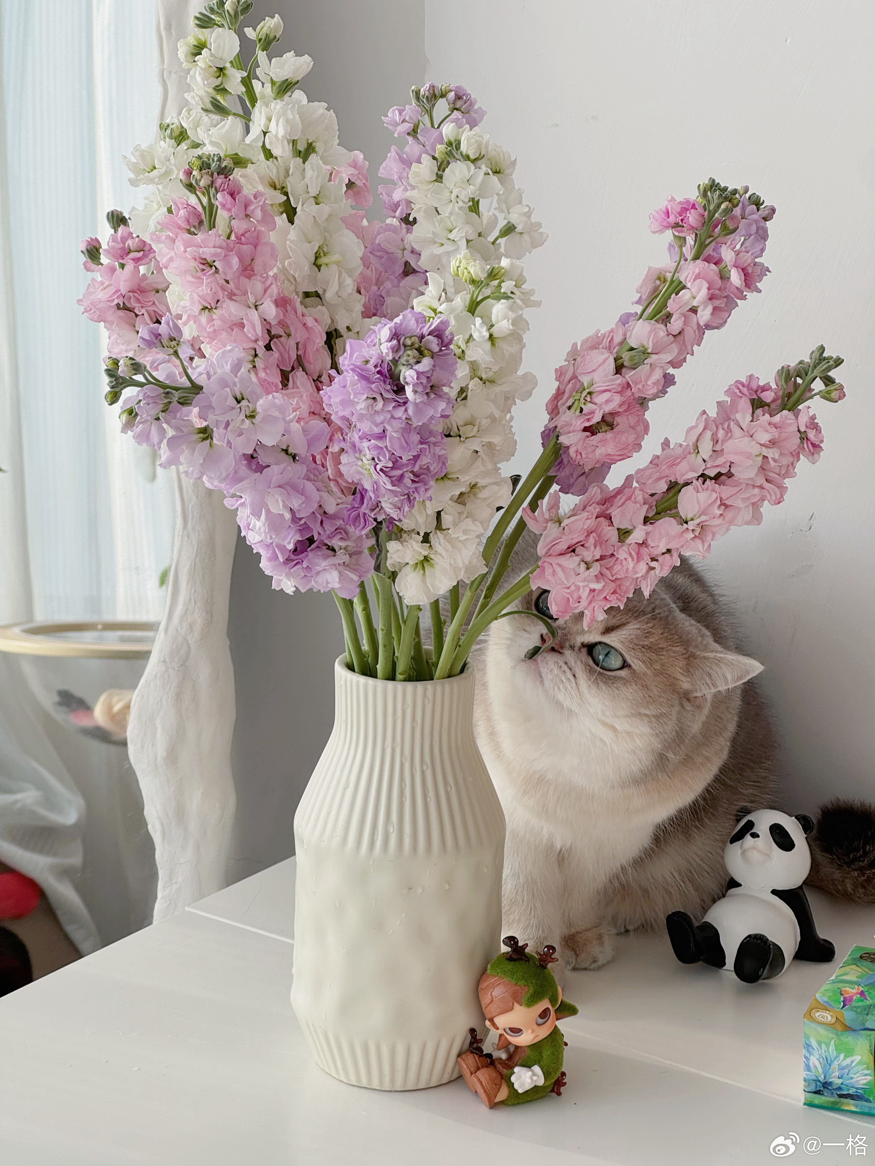 紫罗兰真的太貌美了，祝全天下的女性三八妇女节快乐