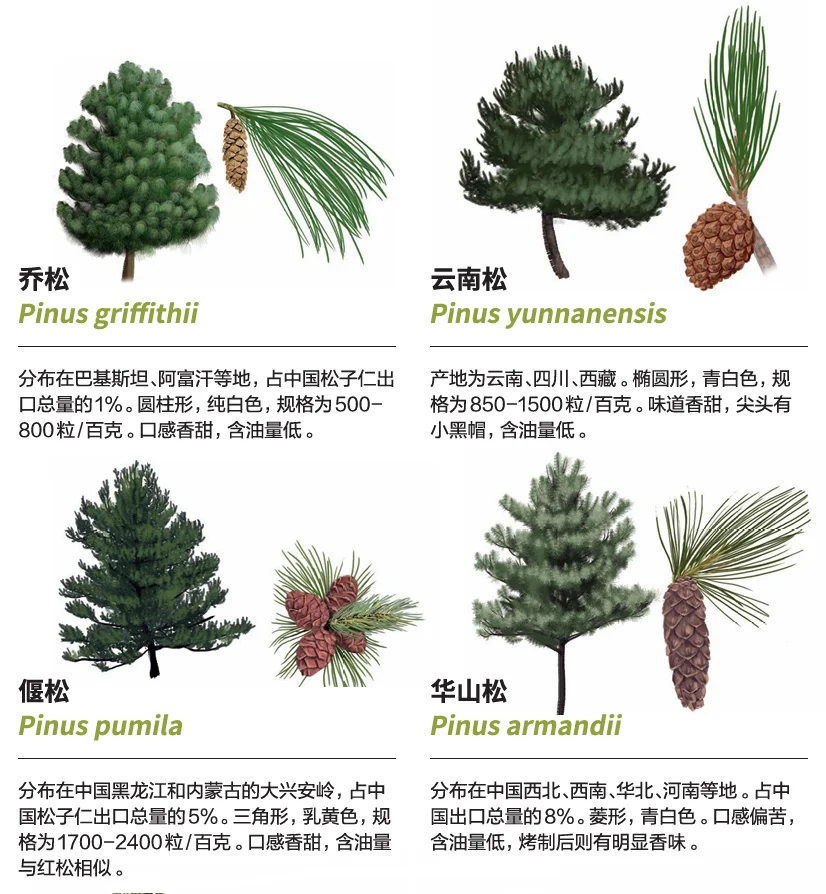 松子的“一生打卡地”——吉林梅河口