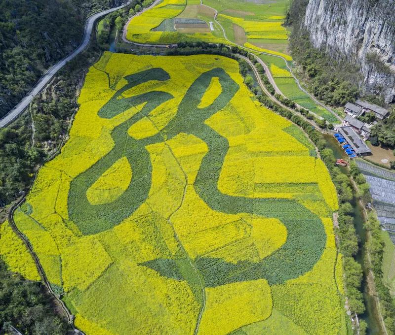 青龙出东方，万物泛春光。鲜花开美丽，梧桐栖凤凰。