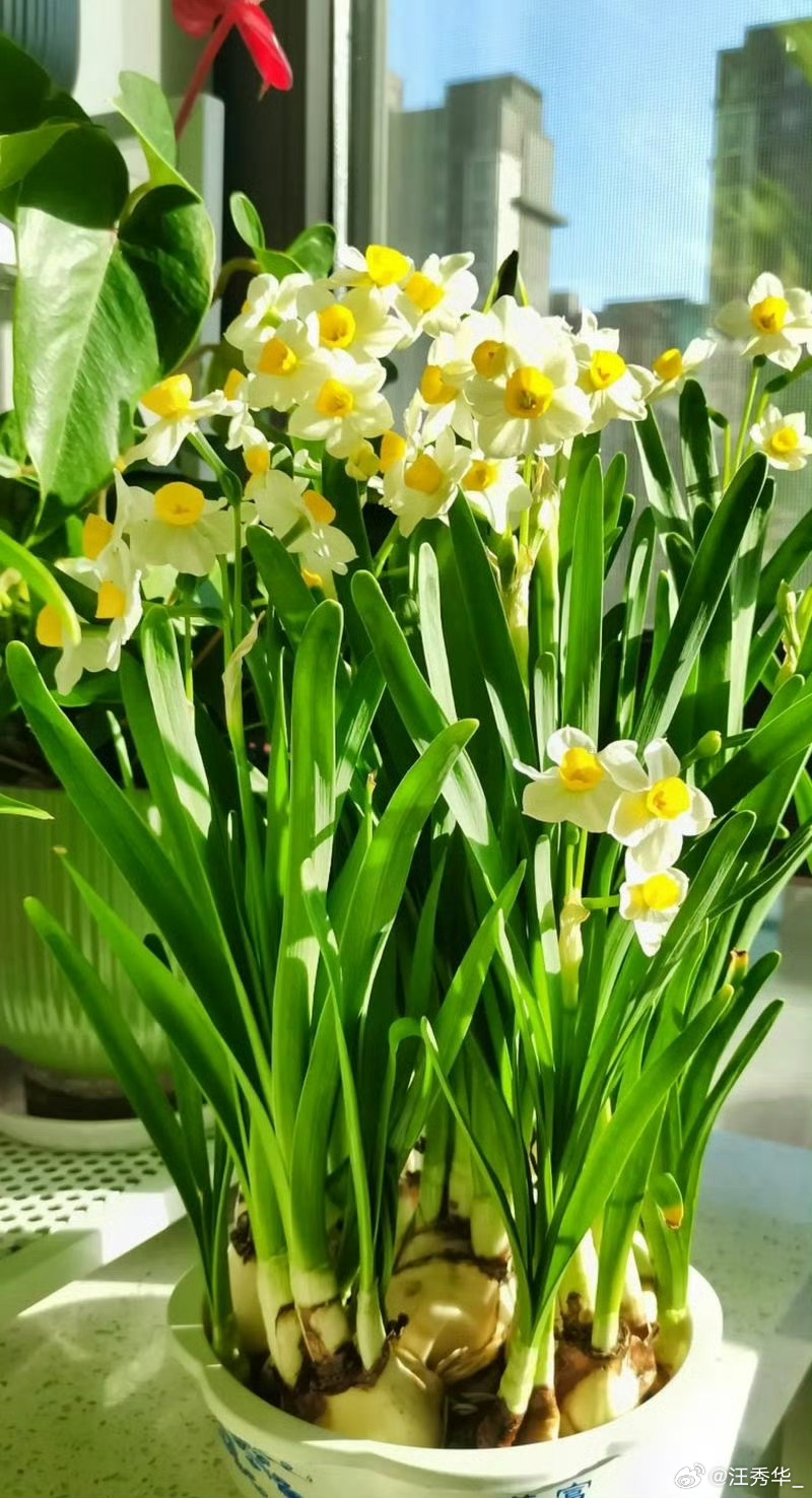 爱己水仙成了云南花市新宠 自带“自爱”美好寓意，干净绽放不攀附，成为花市新晋心头