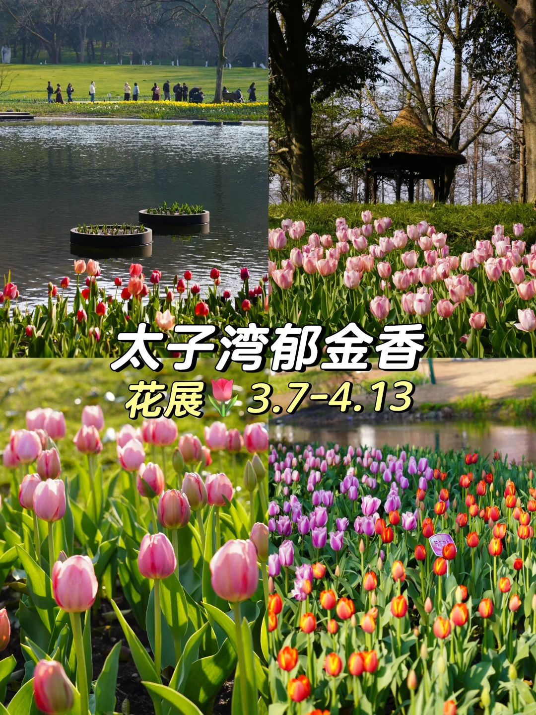 3.6实拍❗️❗️太子湾顶流郁金香回归🌷