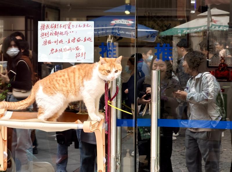 老街就像是猫狗们的天然乐园，藏着无数可爱瞬间。在武汉的黎黄陂路、同兴里等老街，二