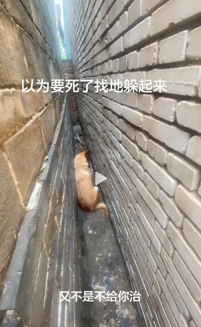 这只狗感染细小，以为自己要死了，找了个墙缝准备等死。
女主人找到后说：“出来吧，