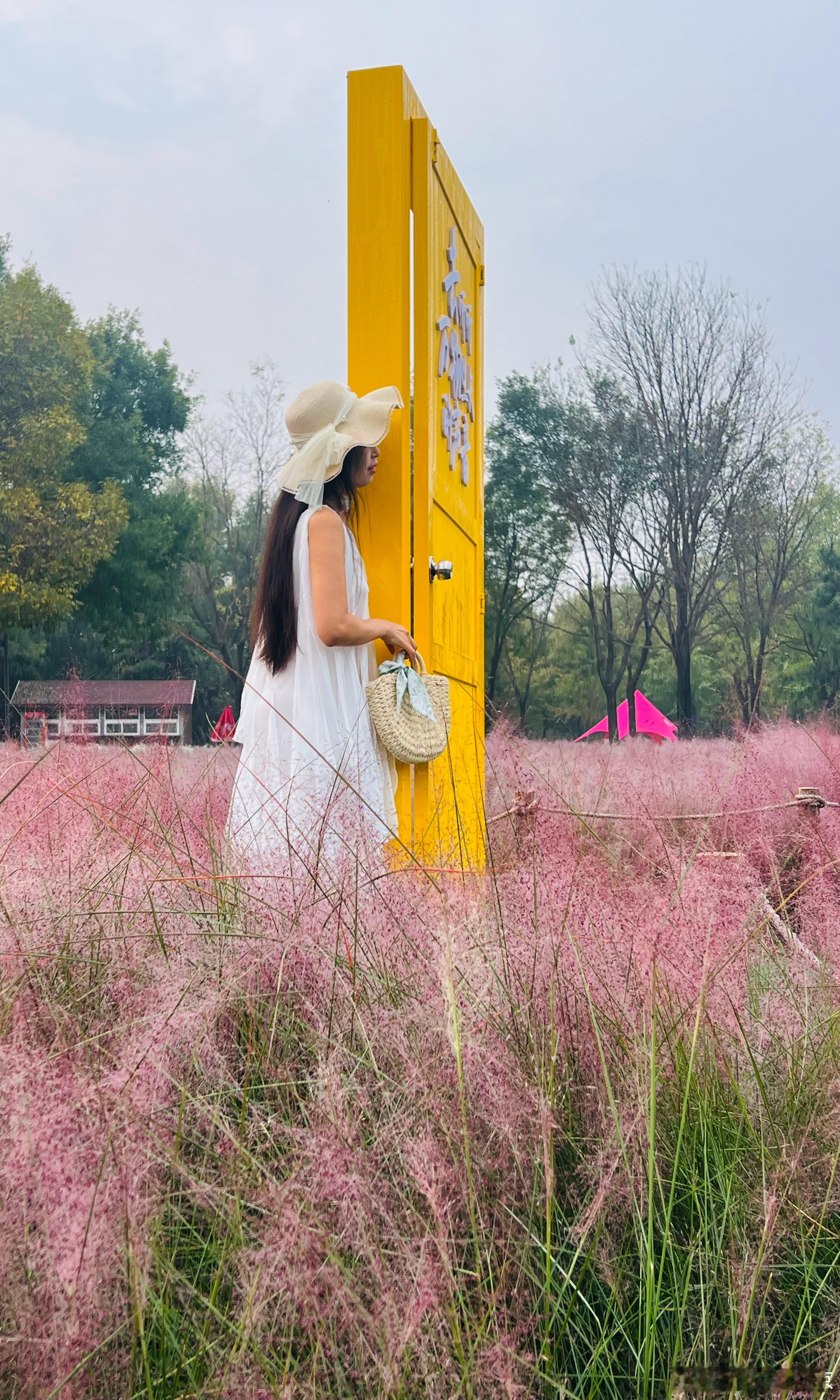 大美中国北京的秋色 奥森北园 粉黛子花海打卡美丽的中国超话 北京·北京奥森北园
