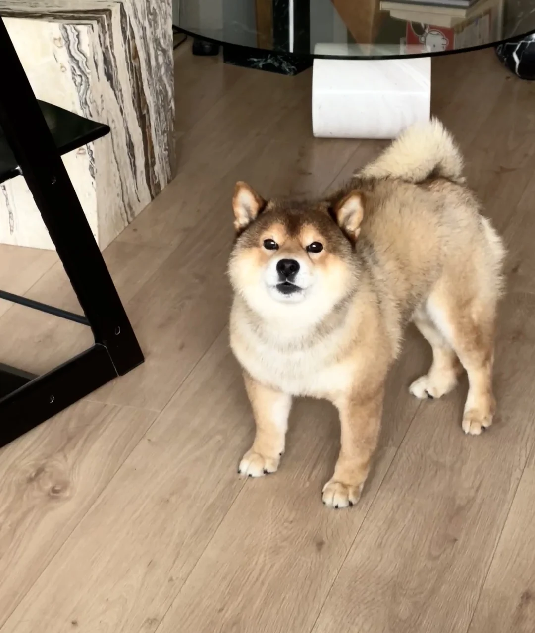 🐶“不容本宫放肆也放肆多回了”