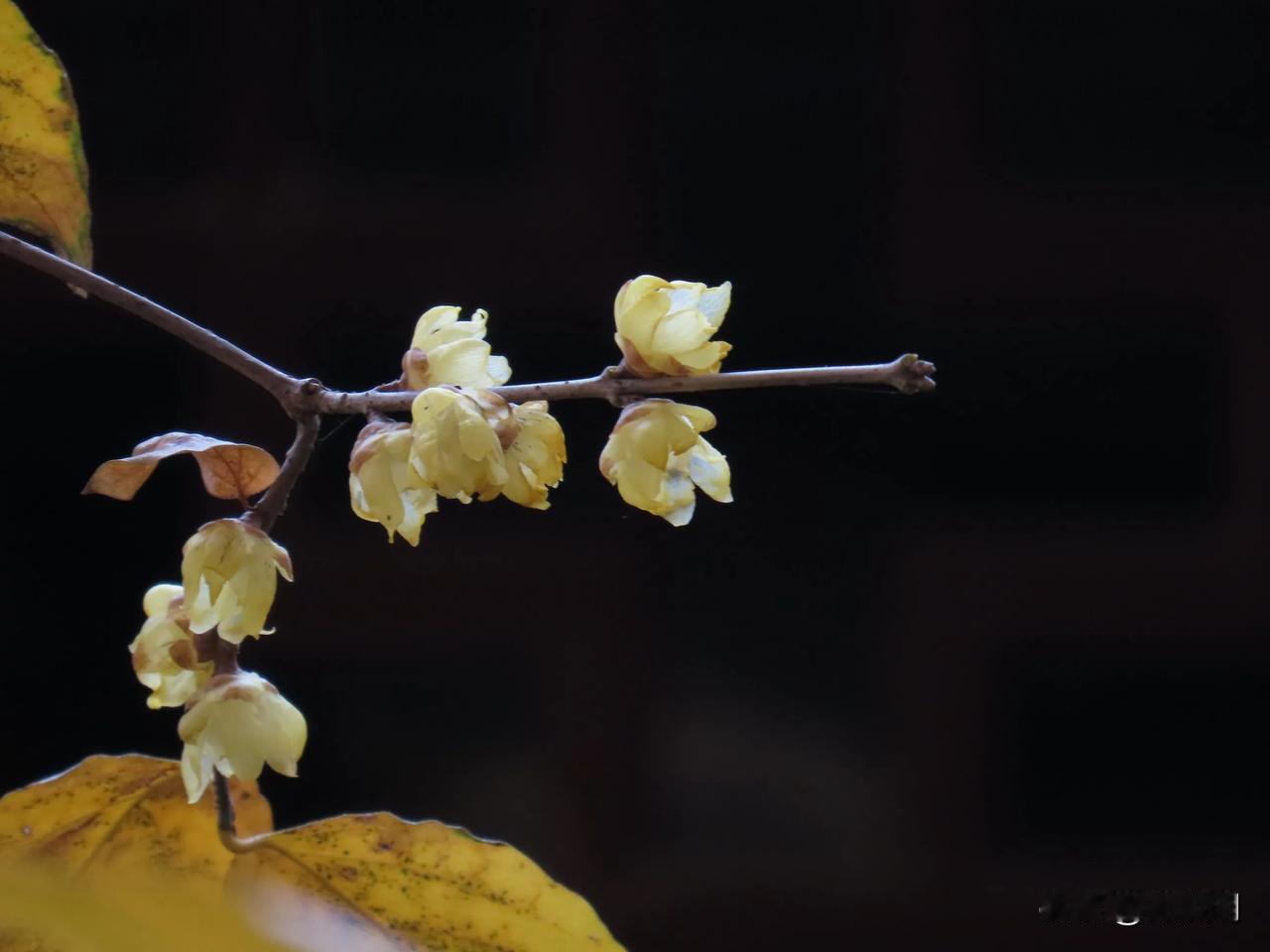 微风轻拂，黄叶飘落，花蕾初绽，静待春来。天一阁