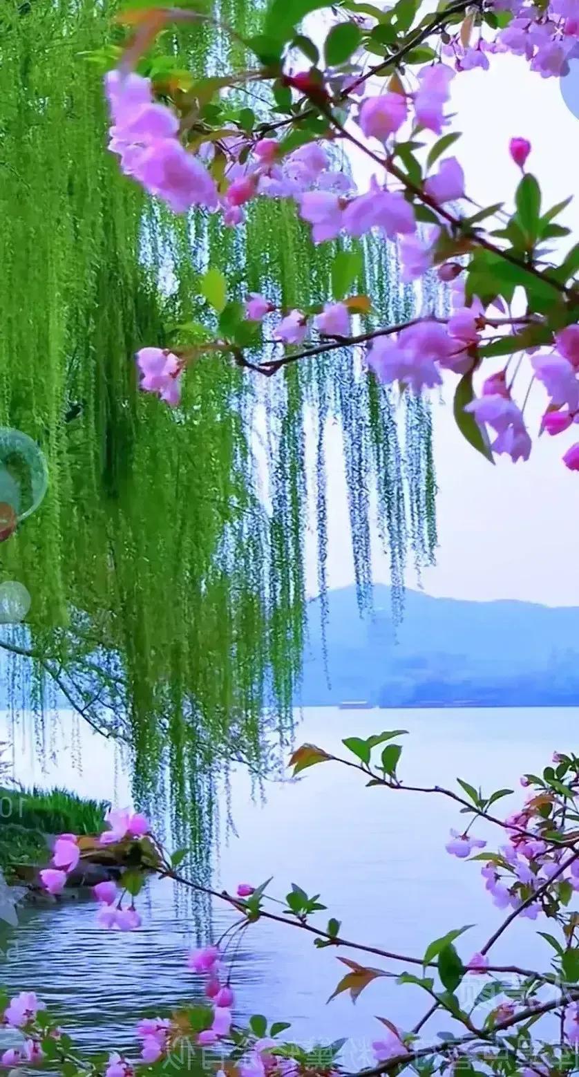 #苏轼笔下的春天,你最喜欢哪一句?#

《减字木兰花·莺初解语》
       