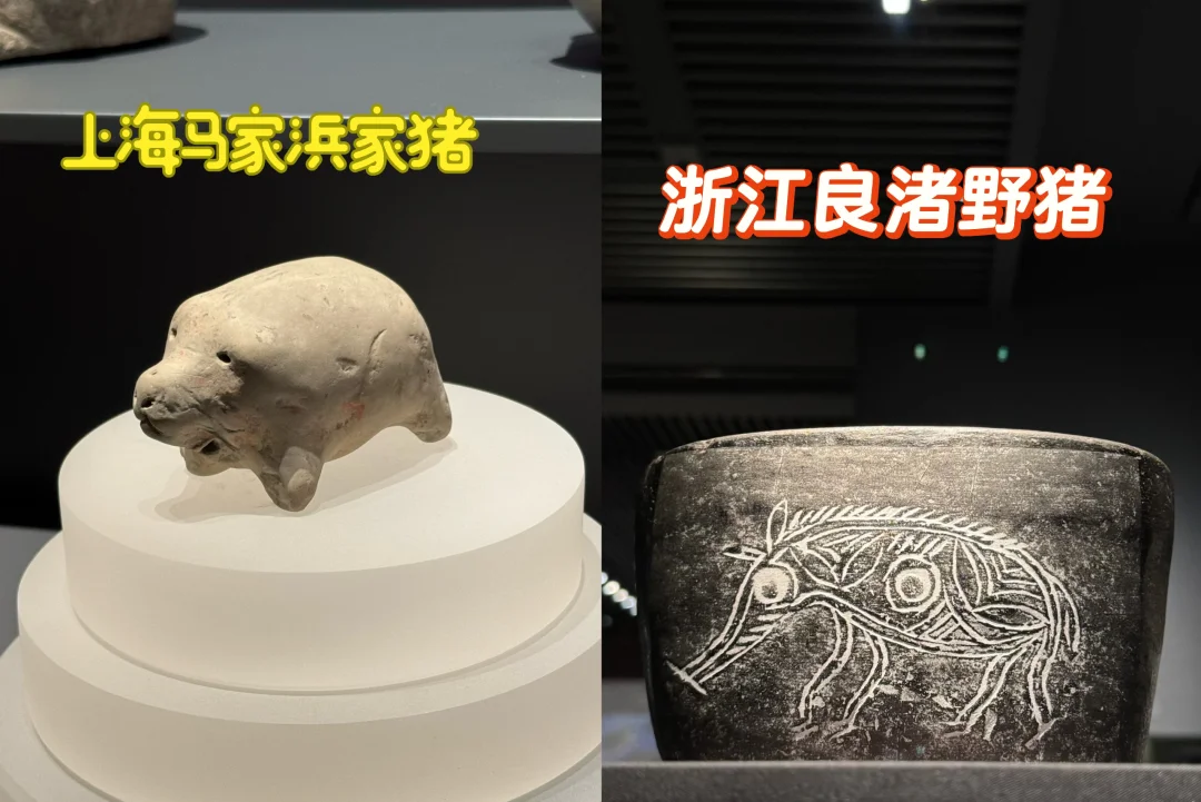 上海🆚浙江的小猪猪