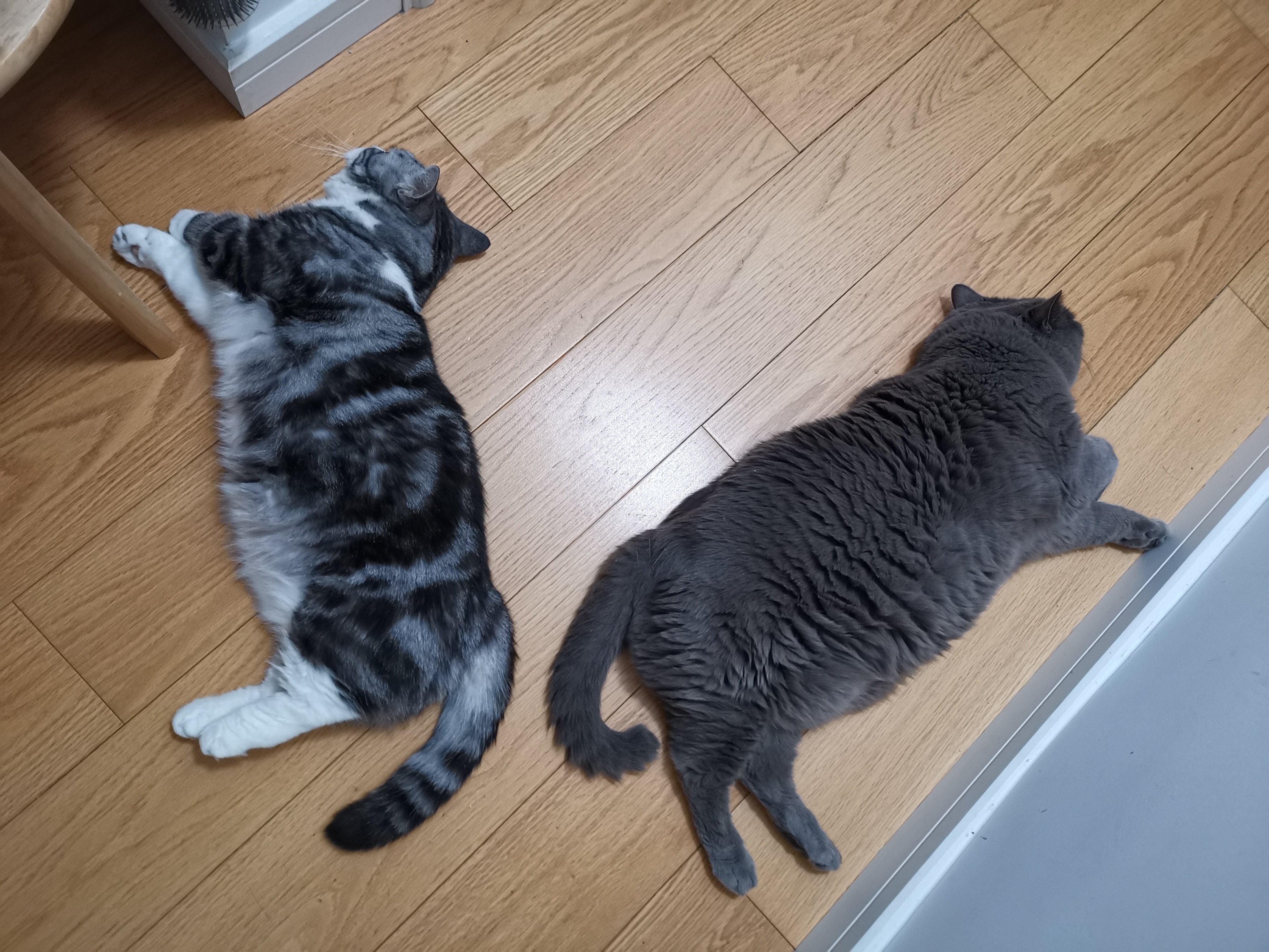 两只猪咪并排躺平，把过道都给堵上了