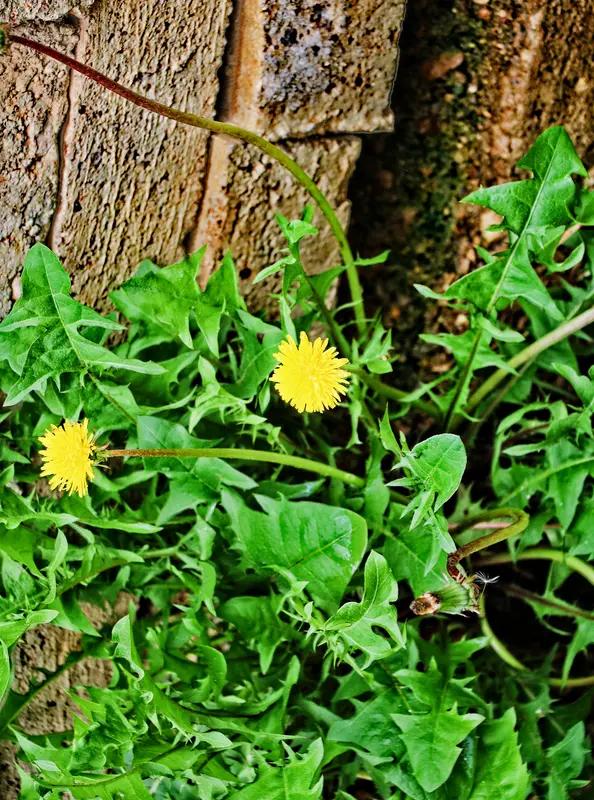 小时候采摘过最多的野菜就是婆婆丁，也就是蒲公英。春寒料峭时，它就贴着地皮长出来了