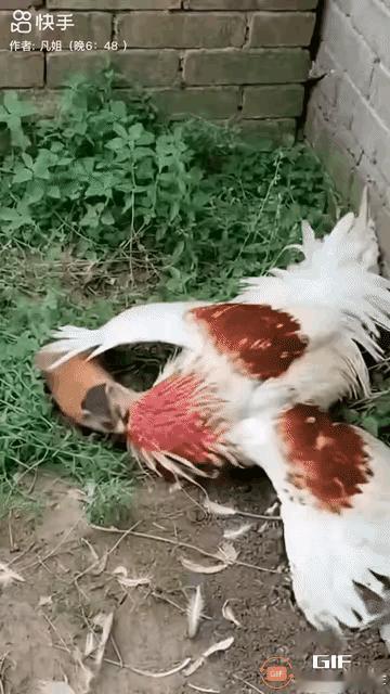 小小狸花猫[赞][赞]