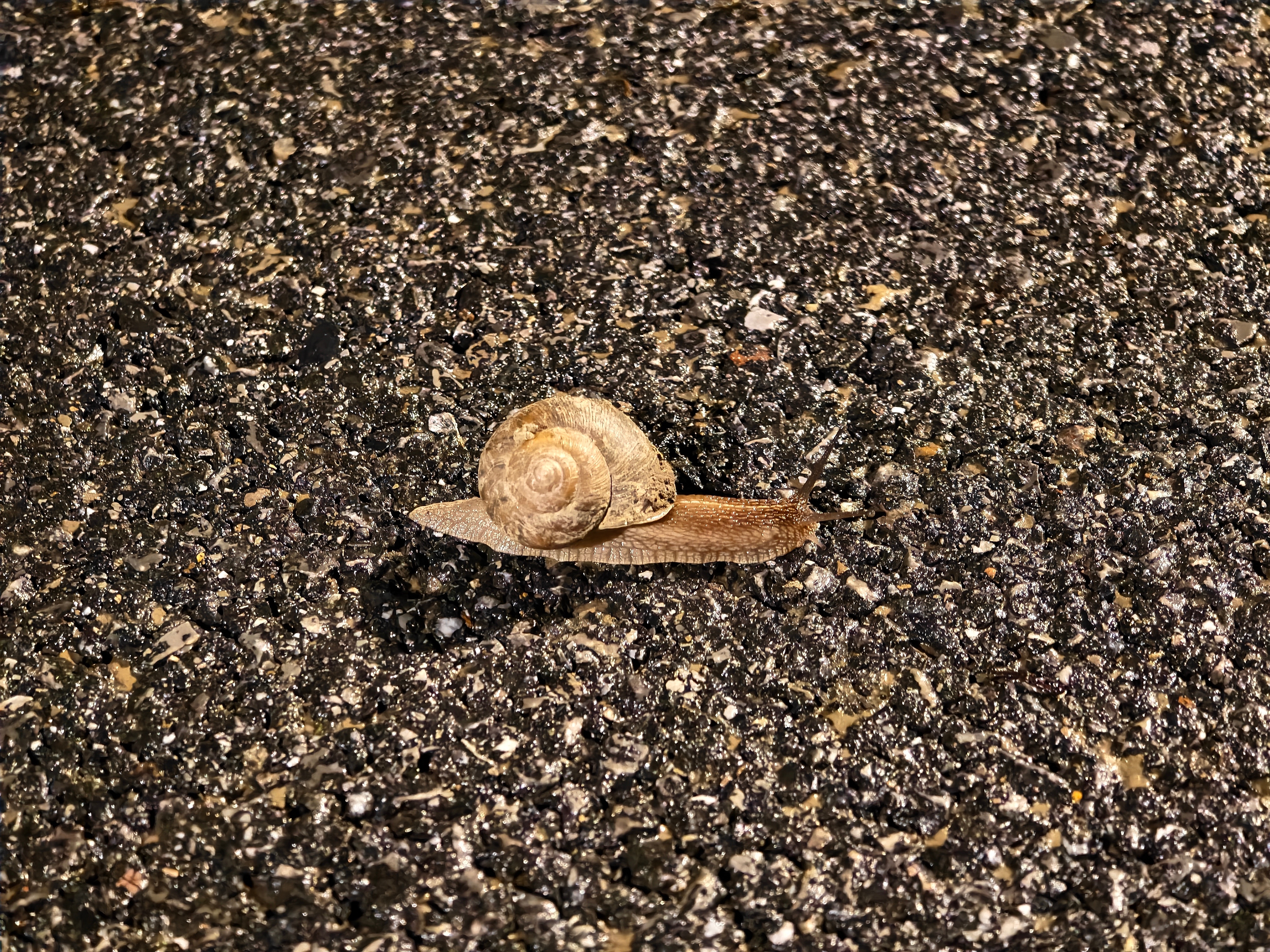 白海豚过去了，晚上过来看看蜗牛们咋样了。