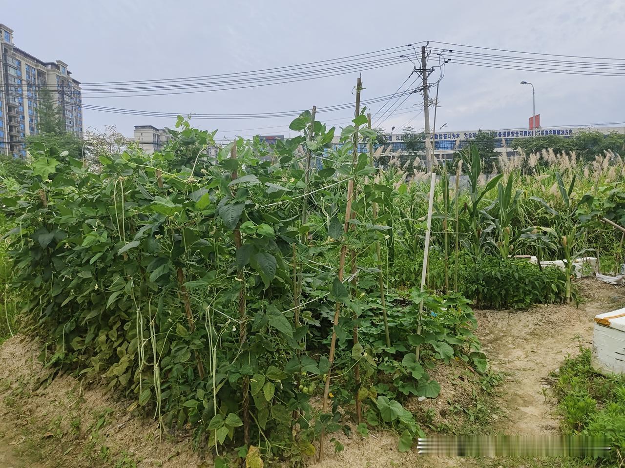 小区闭置空地开荒，都市一样也享田园生活

最近小区周边的一大片荒地被附近的人先后