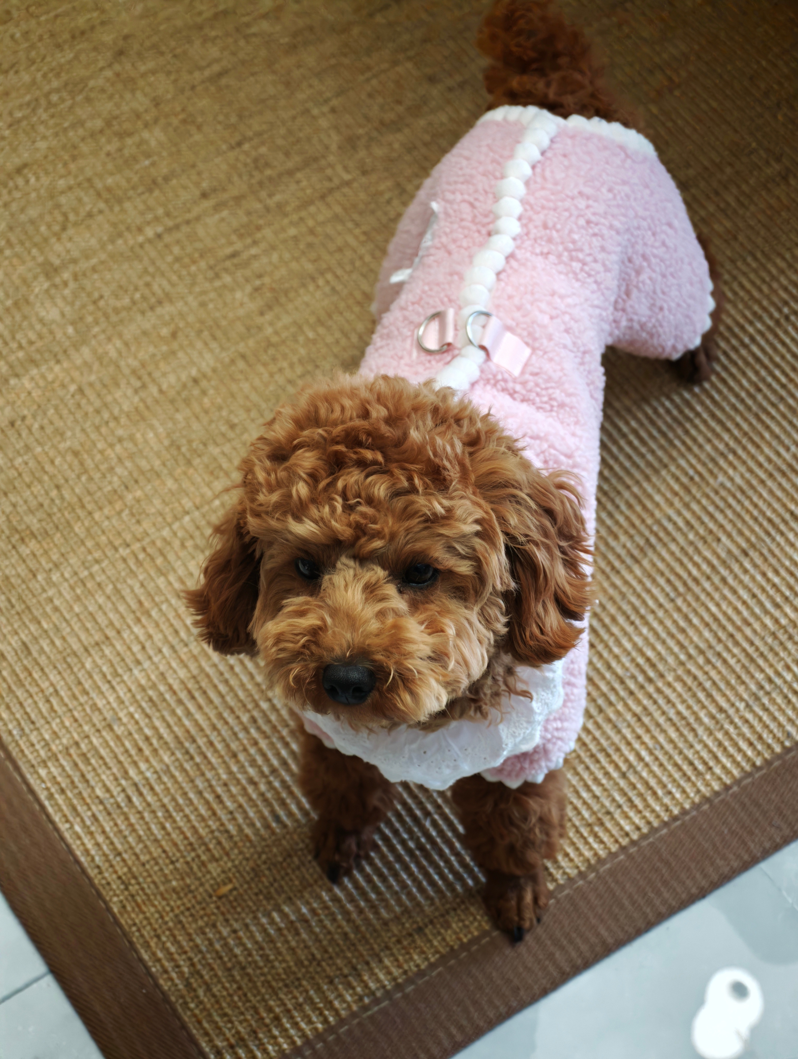 马上就要去卸QQ的它此时还很兴奋 