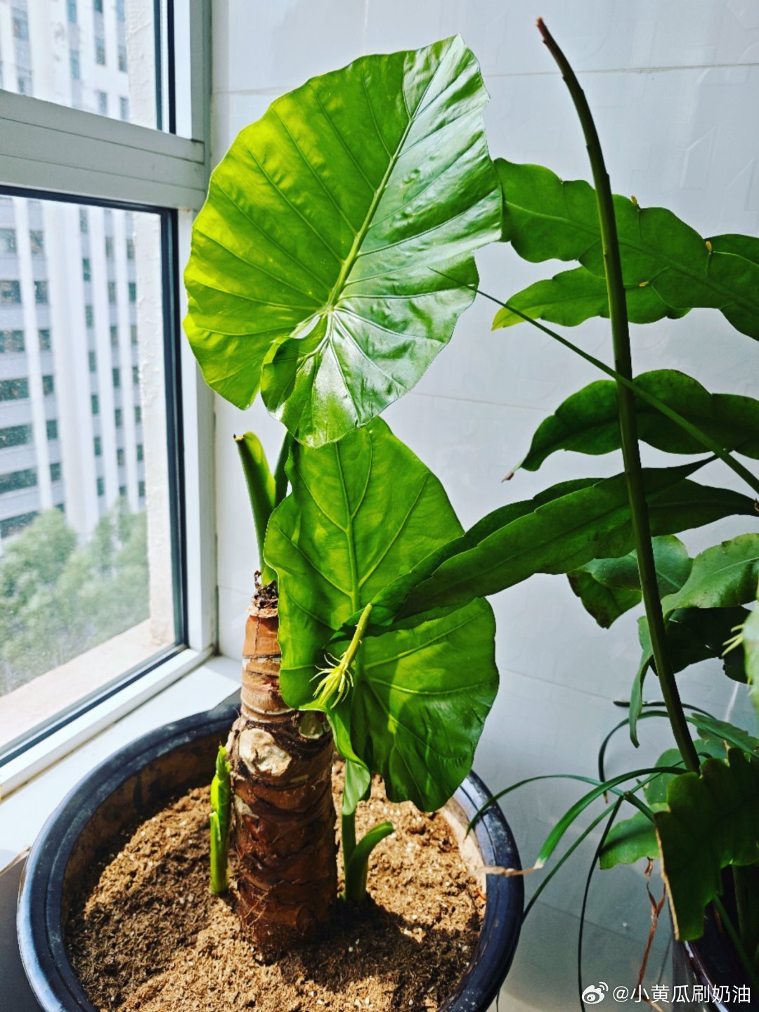 我的象耳芋，美惨了！ 