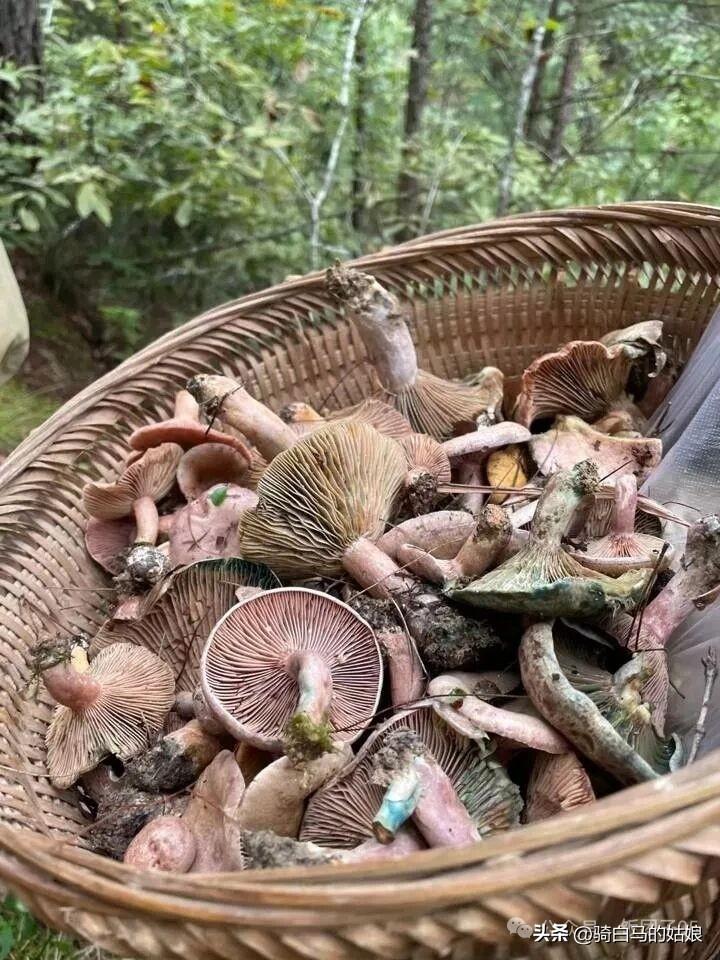 春天来了
拣不完，根本拣不完