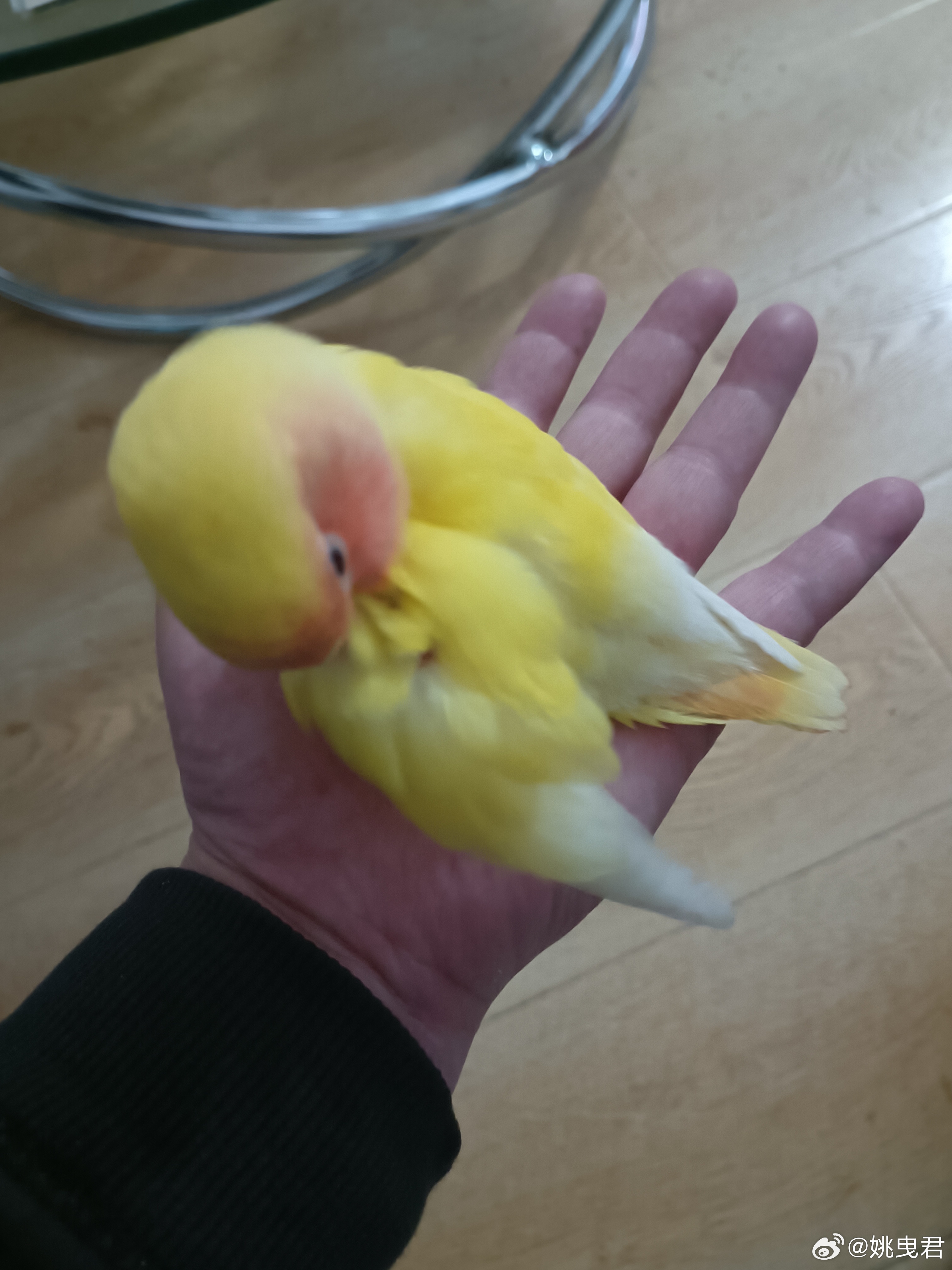 提前进入老年溜鸟模式