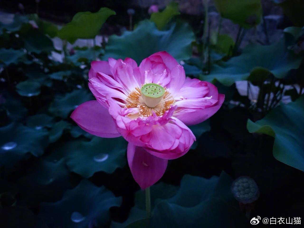 你也许不知道，目前的实验室检查手段，对于支原体感染的诊断价值，并不是很大！让医生