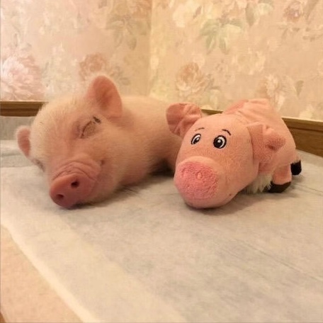 ฅ՞•🐽•՞ฅ 