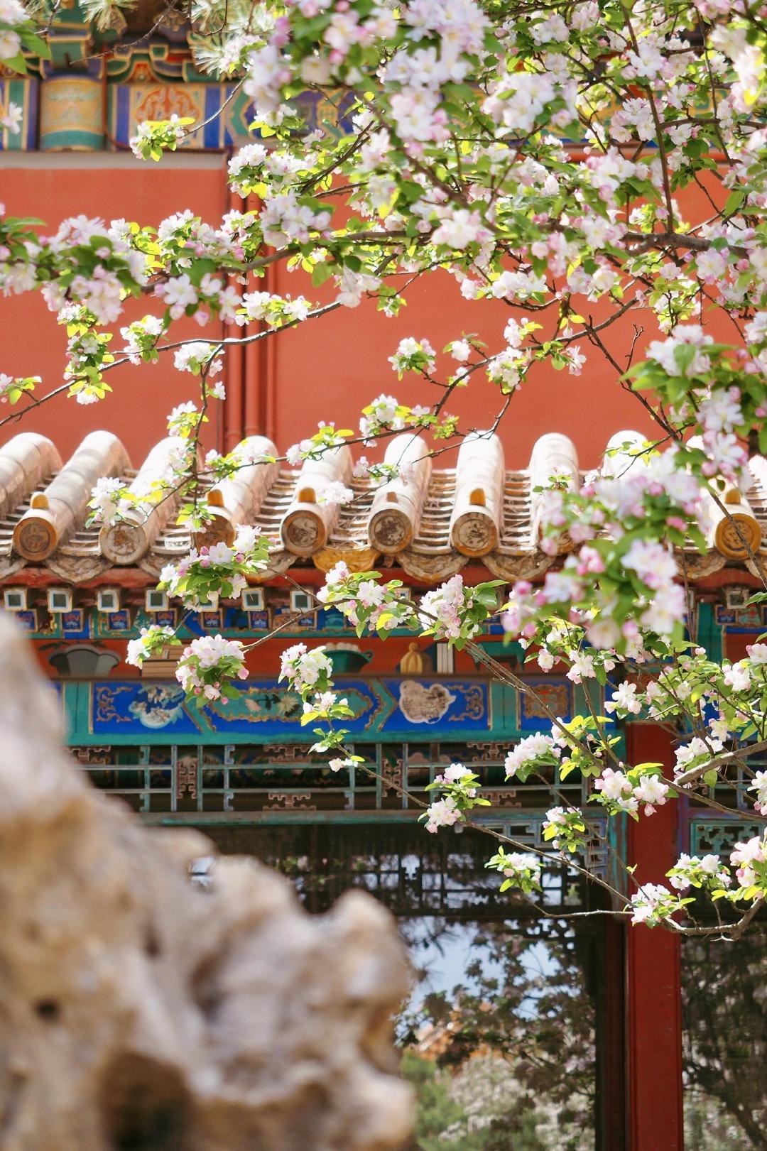 “试问卷帘人，却道海棠依旧”。故宫的海棠，是春写在红墙下的诗。粉白花瓣缀满枝桠，